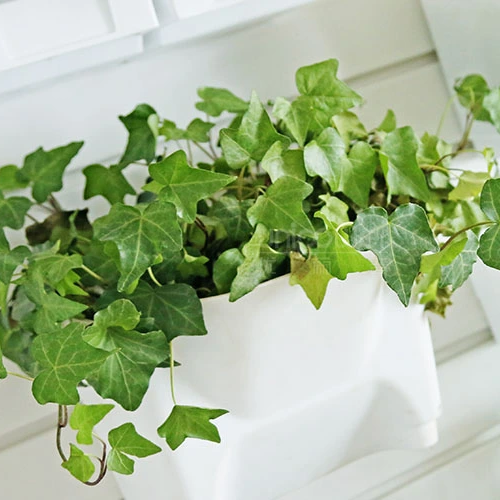 Vasos de flores verticais de plástico montados na parede para plantador de jardim pendurados